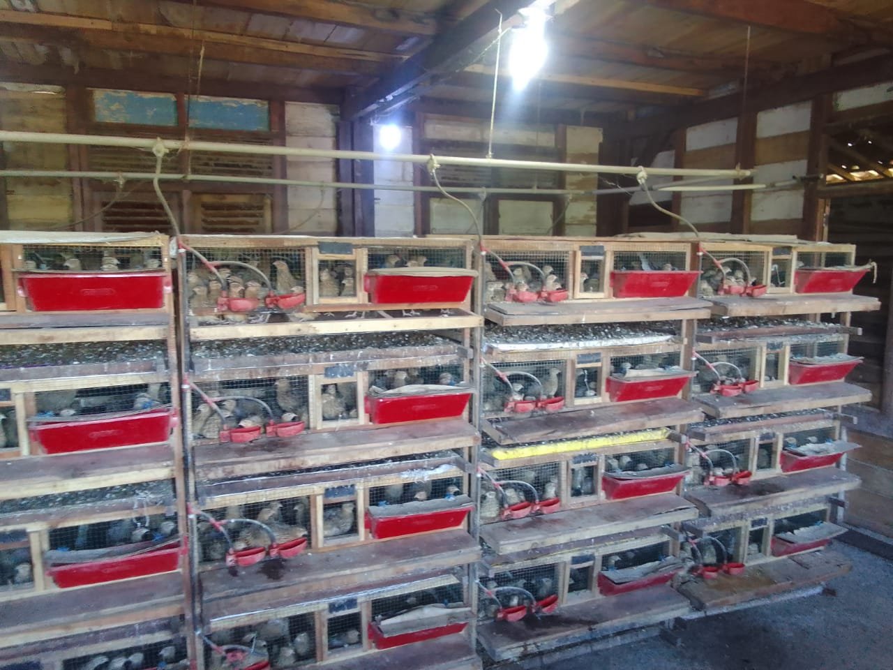 Kandang Puyuh dan Aroma Petaka di Bojanegara: Kesepakatan yang Diremehkan