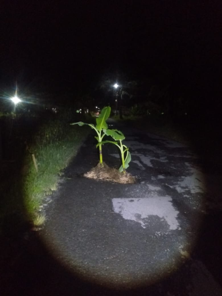 Jalan Panican-Bajong “Disulap” Jadi Kebun Pisang: Warga Purbalingga Sindir Pemerintah dengan Kreativitas dan Keputusasaan