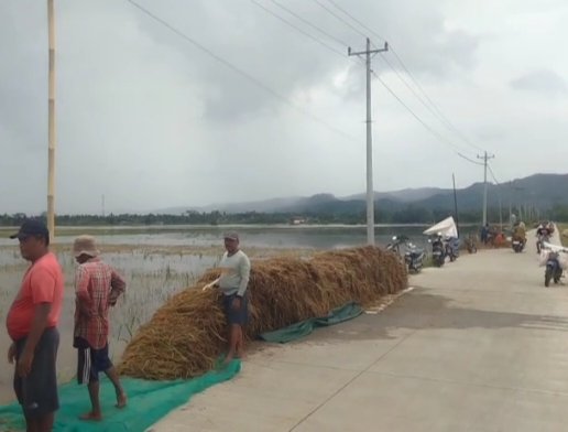 Sawah Terancam Gagal Panen, DPRD Cilacap Desak BBWS dan Dinas Terkait Perbaiki Lima Sungai