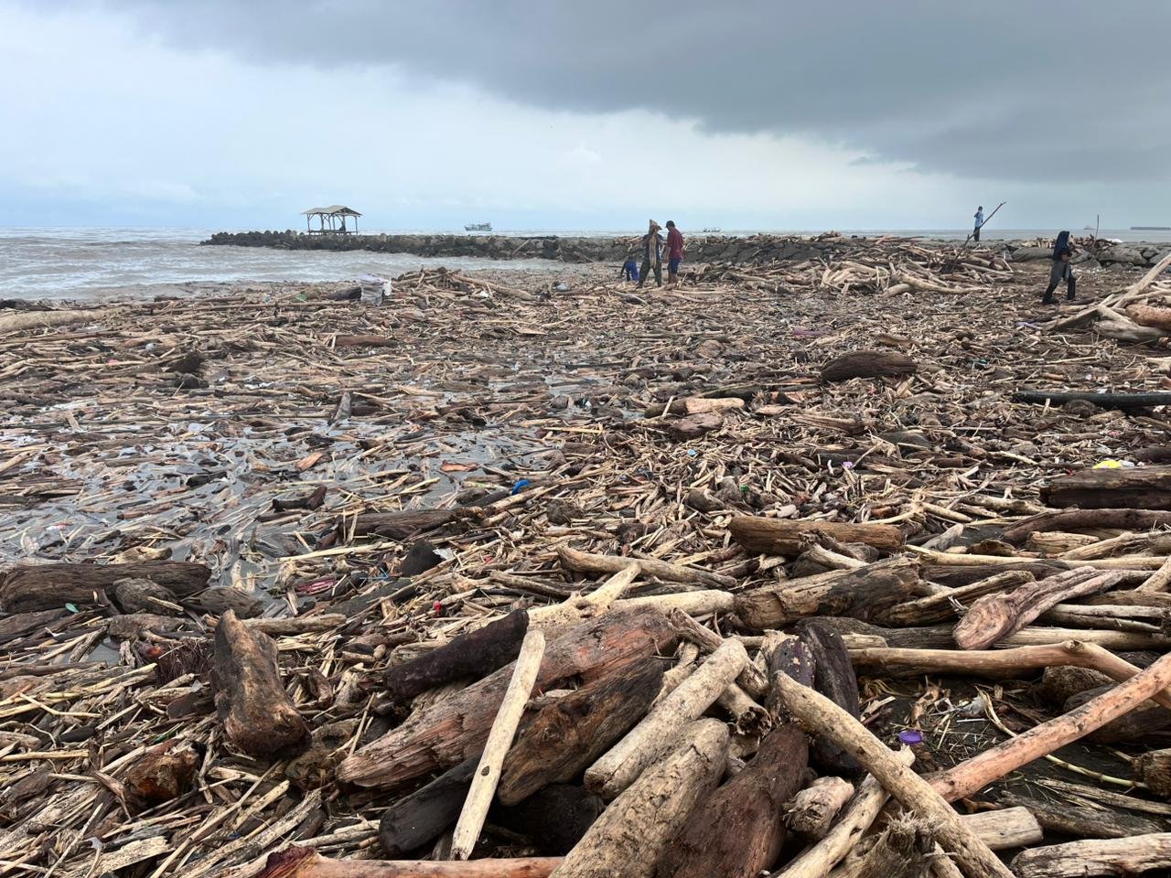 Perhutani Pastikan Kayu di Pantai Larangan Bukan Hasil Tebangan, Kapolres Tegal Turun Langsung ke Lokasi