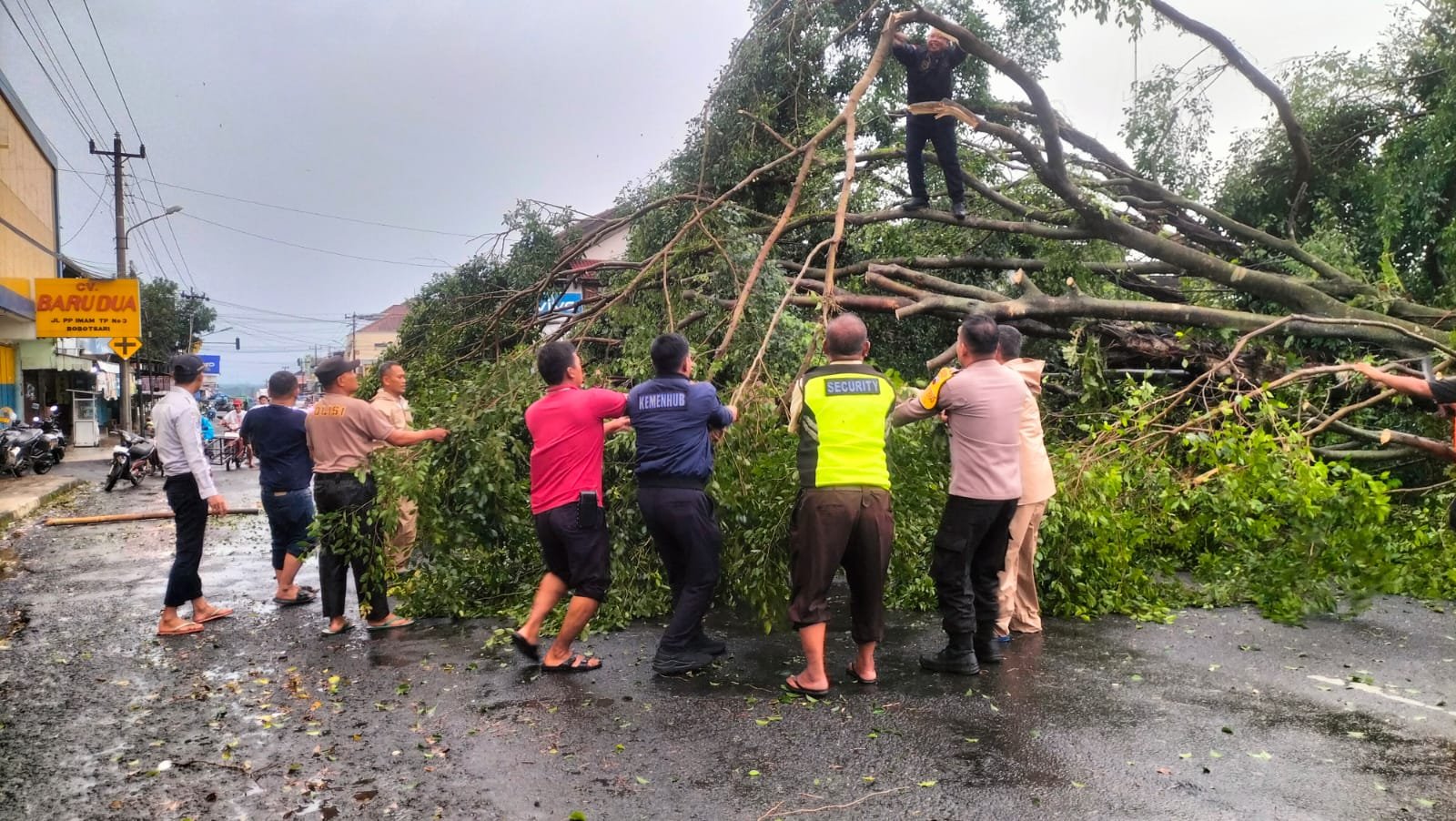 Respons Cepat Polisi, Pohon Tumbang di Bobotsari Berhasil Dievakuasi