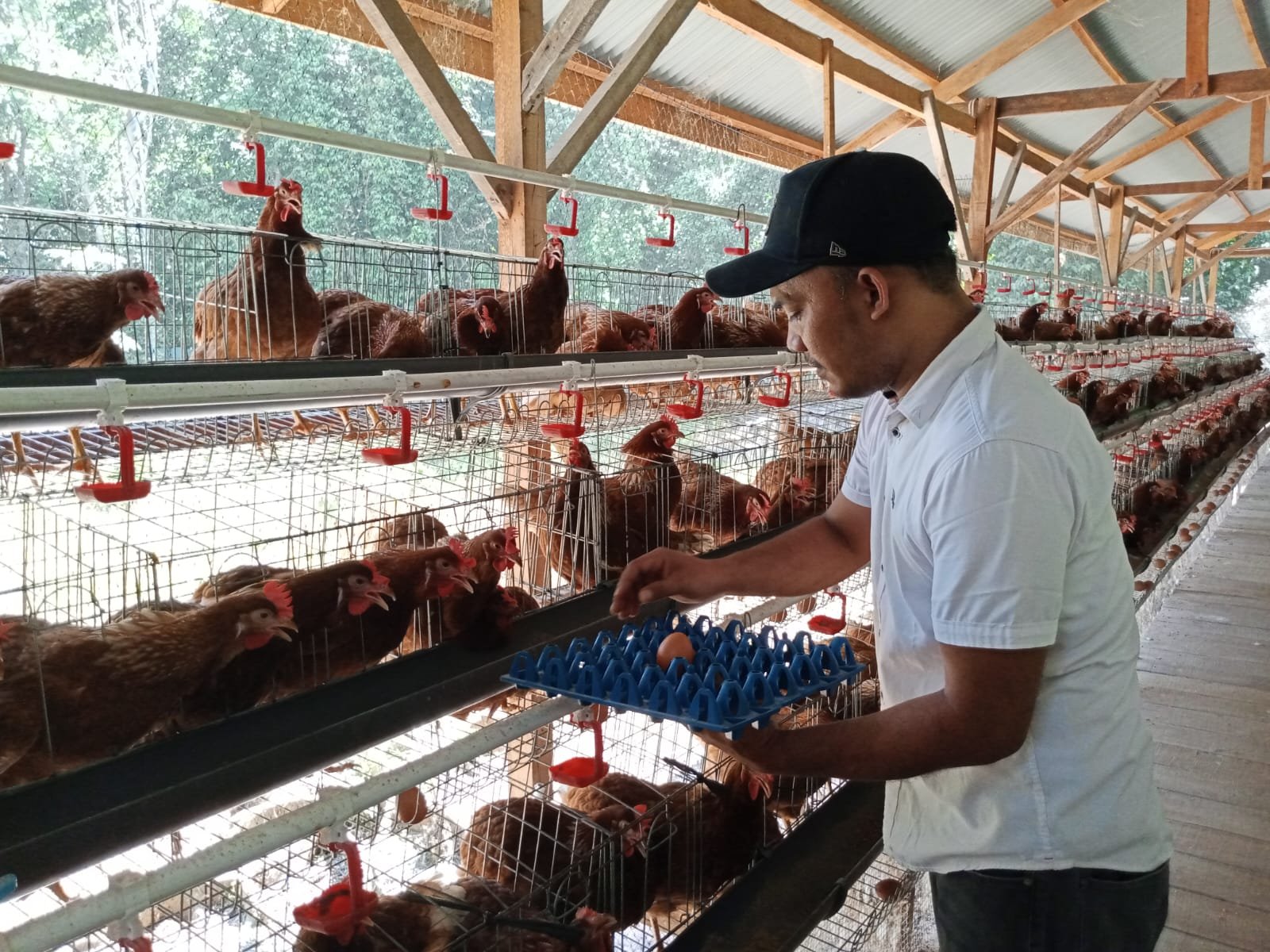 Camat Indrajaya Dorong Desa Mandiri Lewat BUMG Ayam Petelur, Jadi Penggerak Ekonomi dan Ketahanan Pangan