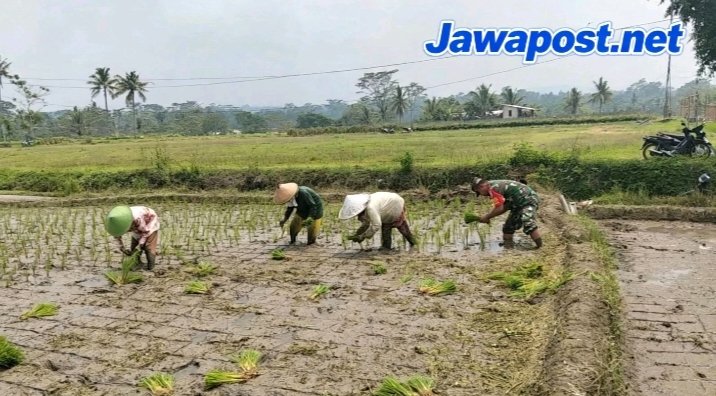 Babinsa Turun ke Sawah, Bantu Petani Ngadirenggo Tanam Padi