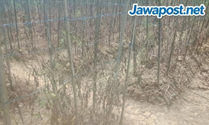 Kemarau Panjang, Petani di Sorong Terpaksa Beli Air Untuk Tanaman