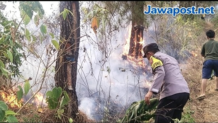 Respon Cepat Polisi, Kebakaran Hutan Pinus Majenang Berhasil dipadamkan