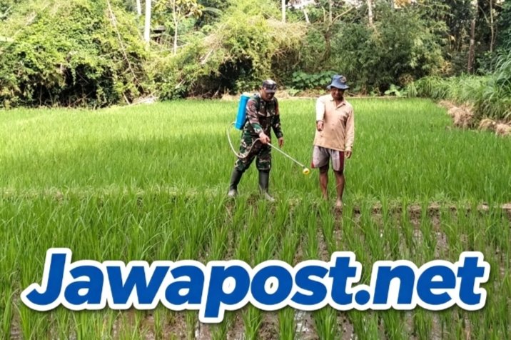 Babinsa Kedungbanteng Dampingi Petani Rawat Sawah